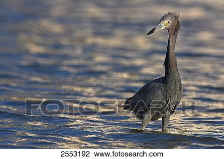 Stock Image - Close-up of Great Blue Heron (Ardea herodias) standing in water . Fotosearch
