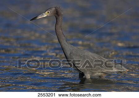 Stock Image - Close-up of Great Blue Heron (Ardea herodias) standing in water . Fotosearch