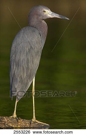 Stock Photograph - Close-up of Great Blue Heron (Ardea herodias) standing in water . Fotosearch