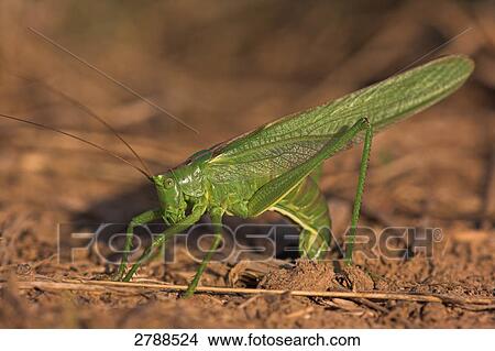 Close-up of Great green bush-cricket (Tettigonia viridissima) in field View Large Photo Image Picture - Close-up of Great green bush-cricket (Tettigonia viridissima) in field . Fotosearch