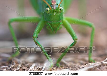 Stock Photo - Close-up of Great green bush-cricket (Tettigonia viridissima) in field . Fotosearch