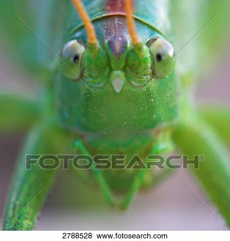 Close-up of Great green bush-cricket (Tettigonia viridissima) in field View Large Photo Image Stock Photo - Close-up of Great green bush-cricket (Tettigonia viridissima) in field . Fotosearch