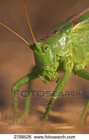 Close-up of Great green bush-cricket (Tettigonia viridissima) in field View Large Photo Image Stock Photograph - Close-up of Great green bush-cricket (Tettigonia viridissima) in field . Fotosearch
