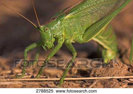 Close-up of Great green bush-cricket (Tettigonia viridissima) in field View Large Photo Image Stock Photography - Close-up of Great green bush-cricket (Tettigonia viridissima) in field . Fotosearch