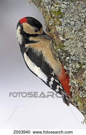 Close-up of Great Spotted Woodpecker (Dendrocopos major) perching on branch View Large Photo Image Stock Image - Close-up of Great Spotted Woodpecker (Dendrocopos major) perching on branch . Fotosearch