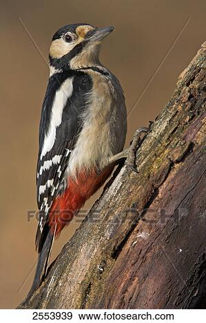 Close-up of Great Spotted Woodpecker (Dendrocopos major) perching on branch View Large Photo Image Stock Photo - Close-up of Great Spotted Woodpecker (Dendrocopos major) perching on branch . Fotosearch