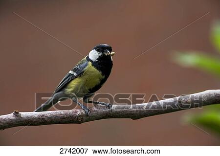 Close-up of Great Tit (Parus major) perching on branch, Geesthacht, Schleswig-Holstein, Germany View Large Photo Image Stock Photo - Close-up of Great Tit (Parus major) perching on branch, Geesthacht, Schleswig-Holstein, Germany . Fotosearch