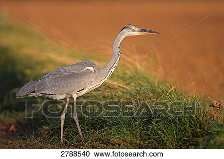 Stock Image - Close-up of Grey Heron (Ardea Cinerea) in field . Fotosearch