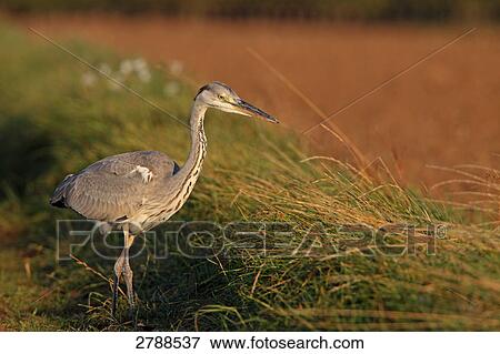 Stock Photo - Close-up of Grey Heron (Ardea Cinerea) walking in field . Fotosearch