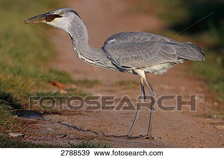 Stock Photo - Close-up of Grey Heron (Ardea Cinerea) with prey in its beak . Fotosearch