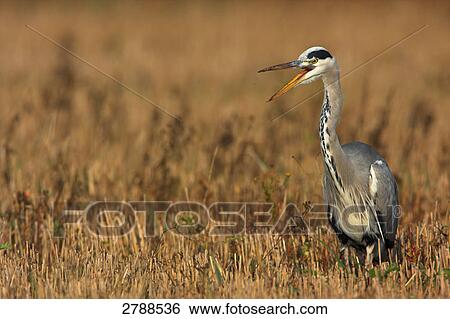 Close-up of Grey Heron (Ardea Cinerea) in cornfield View Large Photo Image Stock Photograph - Close-up of Grey Heron (Ardea Cinerea) in cornfield . Fotosearch