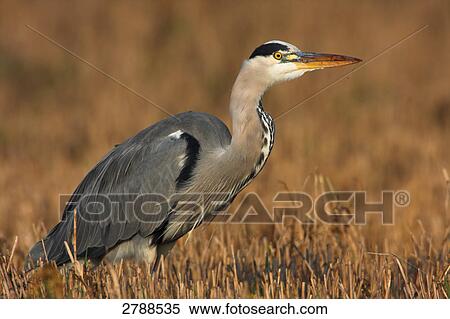 Stock Photography - Close-up of Grey Heron (Ardea Cinerea) in cornfield . Fotosearch