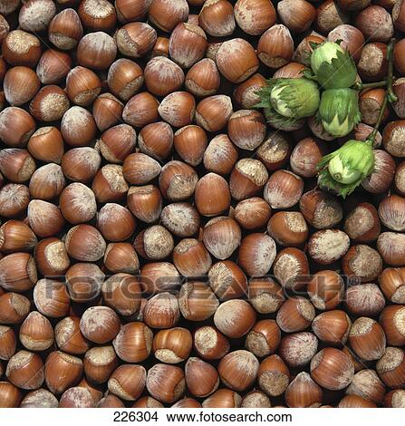 Picture - Close-up of hazelnuts . Fotosearch