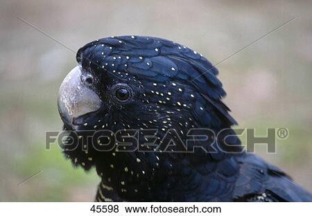 Close-up of head of Red-tailed Black Cockatoo (Calyptorhynchus banksii) parrot, New South Wales, Australia View Large Photo Image Stock Photo - Close-up of head of Red-tailed Black Cockatoo (Calyptorhynchus banksii) parrot, New South Wales, Australia . Fotosearch