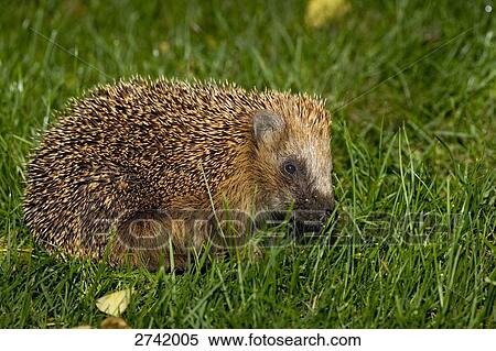 Close-up of Hedgehog in field, Geesthacht, Schleswig-Holstein, Germany View Large Photo Image Stock Photography - Close-up of Hedgehog in field, Geesthacht, Schleswig-Holstein, Germany . Fotosearch