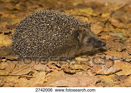 Close-up of Hedgehog on dry leaves, Geesthacht, Schleswig-Holstein, Germany View Large Photo Image Stock Photograph - Close-up of Hedgehog on dry leaves, Geesthacht, Schleswig-Holstein, Germany . Fotosearch