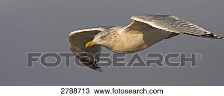 Close-up of Herring Gull (Larus Argentatus) in flight View Large Photo Image Stock Image - Close-up of Herring Gull (Larus Argentatus) in flight . Fotosearch
