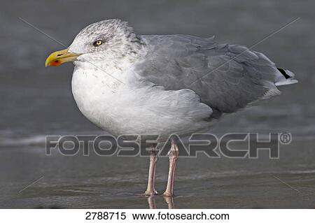 Close-up of Herring Gull (Larus Argentatus) on beach View Large Photo Image Stock Photography - Close-up of Herring Gull (Larus Argentatus) on beach . Fotosearch