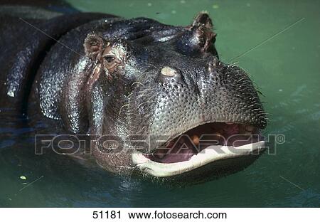 Stock Image - Close-up of Hippopotamus (Hippopotamus amphibius) in water . Fotosearch