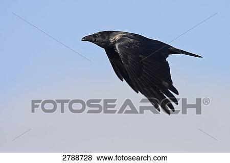 Close-up of Hooded crow (Corvus cornix) in flight View Large Photo Image Stock Photo - Close-up of Hooded crow (Corvus cornix) in flight . Fotosearch