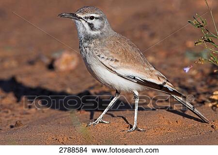 Close-up of Hoopoe Lark in field View Large Photo Image Picture - Close-up of Hoopoe Lark in field . Fotosearch