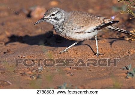 Close-up of Hoopoe Lark in field View Large Photo Image Stock Image - Close-up of Hoopoe Lark in field . Fotosearch