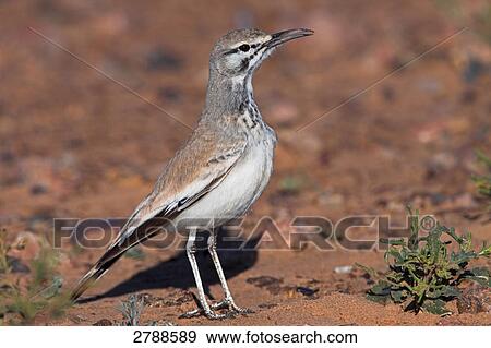 Close-up of Hoopoe Lark in field View Large Photo Image Stock Photo - Close-up of Hoopoe Lark in field . Fotosearch
