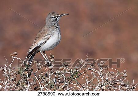 Close-up of Hoopoe Lark perching on bush View Large Photo Image Stock Image - Close-up of Hoopoe Lark perching on bush . Fotosearch