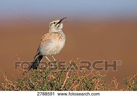 Close-up of Hoopoe Lark perching on bush View Large Photo Image Stock Image - Close-up of Hoopoe Lark perching on bush . Fotosearch