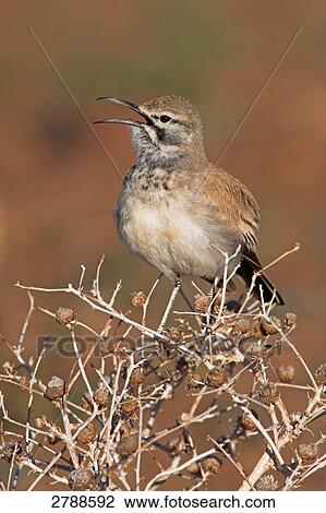 Close-up of Hoopoe Lark perching on bush View Large Photo Image Stock Image - Close-up of Hoopoe Lark perching on bush . Fotosearch