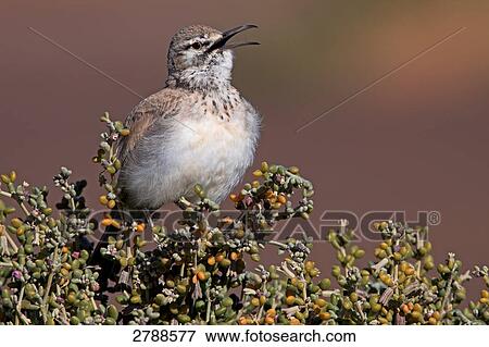 Stock Photo - Close-up of Hoopoe Lark perching on bush . Fotosearch