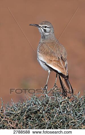 Close-up of Hoopoe Lark perching on bush View Large Photo Image Stock Photo - Close-up of Hoopoe Lark perching on bush . Fotosearch
