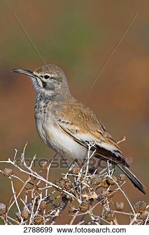 Stock Photo - Close-up of Hoopoe Lark perching on bush . Fotosearch