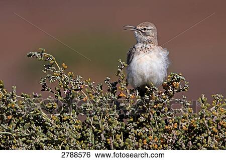 Stock Photograph - Close-up of Hoopoe Lark perching on bush . Fotosearch