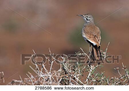 Close-up of Hoopoe Lark perching on bush View Large Photo Image Stock Photograph - Close-up of Hoopoe Lark perching on bush . Fotosearch