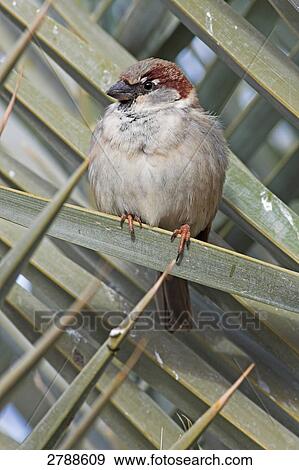 Close-up of House Sparrow (Passer domesticus) perching on leaf View Large Photo Image Stock Photo - Close-up of House Sparrow (Passer domesticus) perching on leaf . Fotosearch