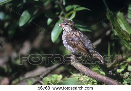 Close-up of House Sparrow (Passer domesticus) perching on branch View Large Photo Image Stock Photo - Close-up of House Sparrow (Passer domesticus) perching on branch . Fotosearch