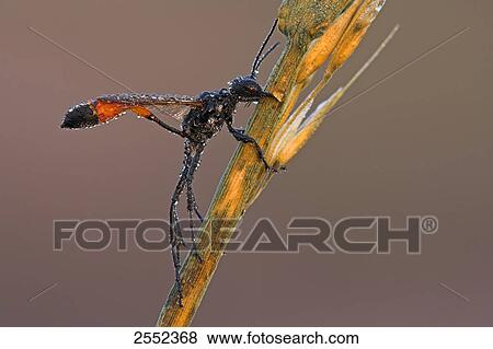 Close-up of insect on twig View Large Photo Image Stock Photo - Close-up of insect on twig . Fotosearch