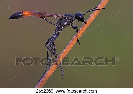 Stock Photo - Close-up of insect on twig . Fotosearch
