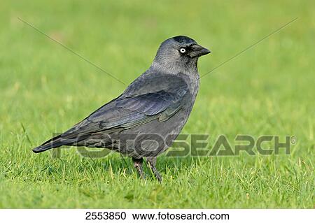 Stock Image - Close-up of Jackdaw (Corvus Monedula) in field . Fotosearch