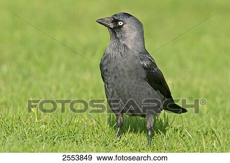 Stock Photo - Close-up of Jackdaw (Corvus Monedula) in field . Fotosearch
