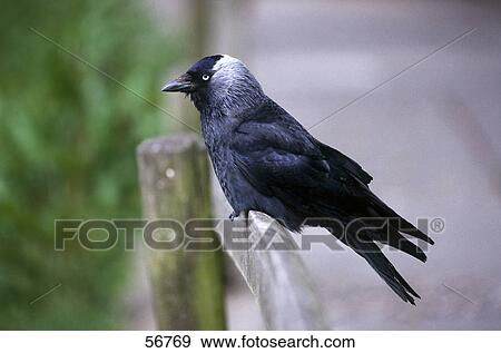 Stock Photo - Close-up of Jackdaw (Corvus monedula) perching on fence . Fotosearch