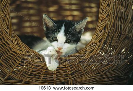 Stock Image - Close-up of kitten looking out of basket . Fotosearch