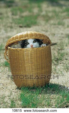 Stock Photography - Close-up of kitten looking out of basket . Fotosearch