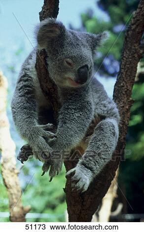 Stock Image - Close-up of Koala (Phascolarctus cinereus) sleeping on tree . Fotosearch