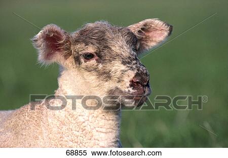 Stock Photography - Close-up of lamb . Fotosearch