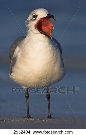 Close-up of Laughing Gull (Leucophaeus atricilla) with open mouth on beach View Large Photo Image Picture - Close-up of Laughing Gull (Leucophaeus atricilla) with open mouth on beach . Fotosearch