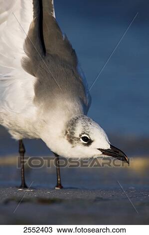 Close-up of Laughing Gull (Leucophaeus atricilla) on beach View Large Photo Image Stock Image - Close-up of Laughing Gull (Leucophaeus atricilla) on beach . Fotosearch
