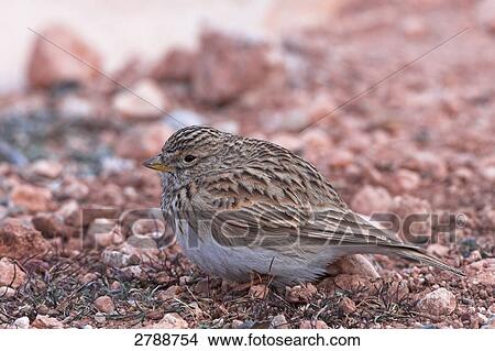 Close-up of Lesser Short-toed Lark (Calandrella rufescens) on pebbles View Large Photo Image Picture - Close-up of Lesser Short-toed Lark (Calandrella rufescens) on pebbles . Fotosearch