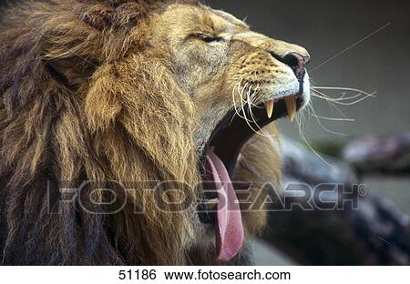 Close-up of lion (Panthera leo) yawning View Large Photo Image Stock Photograph - Close-up of lion (Panthera leo) yawning . Fotosearch